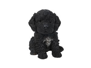 Cockapoo Puppy - Black