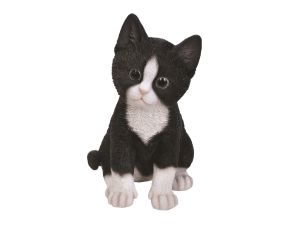 Kitten - Black & White