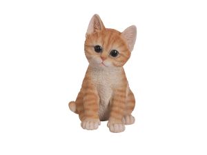 Kitten - Ginger